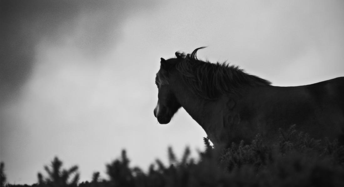 Photo of a Pony in Exmoor, England